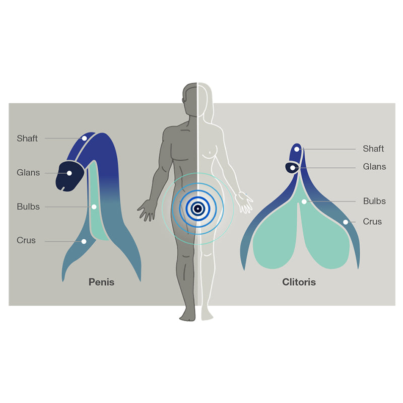 Diagram comparing the anatomy of a penis and clitoris with labeled parts.